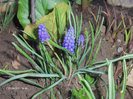 muscari