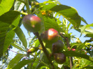 nectarine