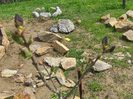 liliac , primul an de inflorire