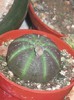 Euphorbia obesa