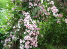 Weigela harnicuta