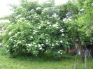 Socul binefacator