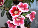 gloxinia