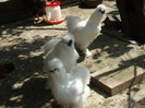 Matca 2011