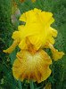 108. "Shaft of Gold", 24.05.2011