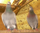 DSCN5974