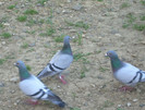 DSCN5939