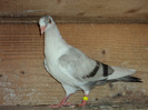 DSC02370