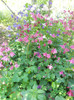 DSCN1179