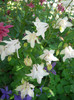 DSCN1181