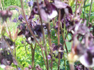 DSCN1184