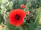 imaginile mele 587