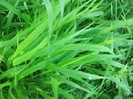 verde crud