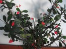 imaginile mele 581