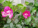 Gaumo-(Rose Gaujard)