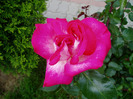 Gaumo-(Rose Gaujard)