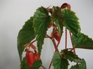 begonia