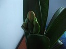 clivia mai 2011