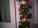 Flori  25 05-2011