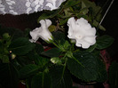 Flori  25 05-2011