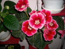 Flori  25 05-2011