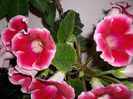 Flori  25 05-2011