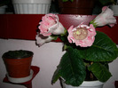 Flori  25 05-2011