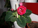 Flori  25 05-2011