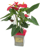 anthurium_rouge