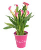 arum