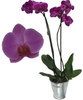 orchidee_rose_zinc_big