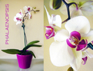 Phalaenopsis%202