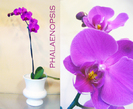 Phalaenopsis