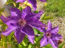 clematita