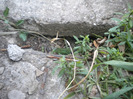 guster la vinatoare de insecte