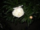 ruja-buja