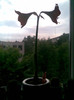 26.05.2011 dimineata