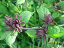 calycanthus floridus