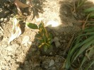SAM_1380