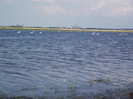 lebede pe lacul Somova