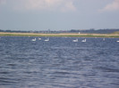lebede