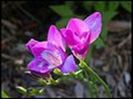 120px-Freesia-Purple