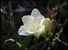 120px-Freesia-White