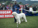 rucar 2009-8