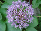 Allium Purple Sensation (2011, May 24)