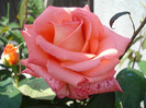 Rose Artistry (2011, May 26)