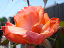 Rose Artistry (2011, May 26)