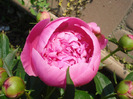 Peony. Bujor (2011, May 24)