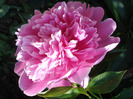 Peony. Bujor (2011, May 26)