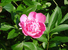 Peony. Bujor (2011, May 27)